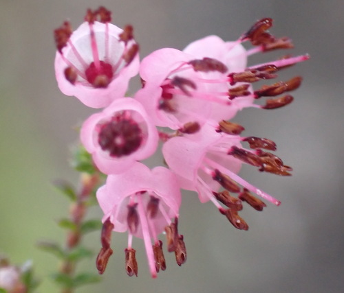 Wide Heath (Erica brachycentra)