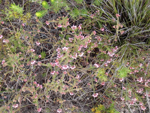 Image of Erica brachycentra by (c) Nicola van Berkel, some rights reserved (CC BY-SA)