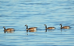 Branta canadensis