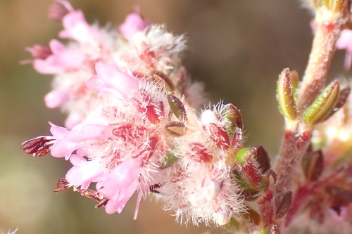 Image of Erica similis by (c) Nicola van Berkel, some rights reserved (CC BY-SA)
