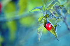Solanum dulcamara