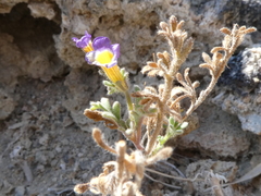 Phacelia bicolor