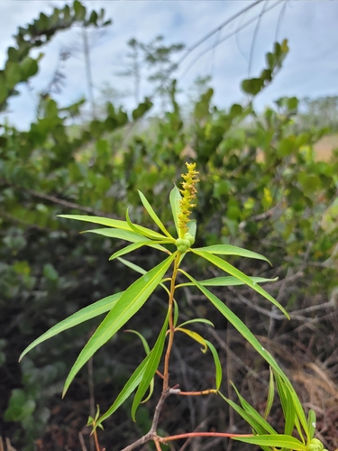 Image of Stillingia aquatica by (c) Michelle Smith, some rights reserved (CC BY)