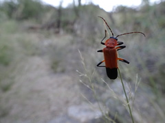 Chauliognathus profundus
