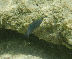 Chrysiptera unimaculata