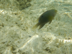 Chrysiptera unimaculata