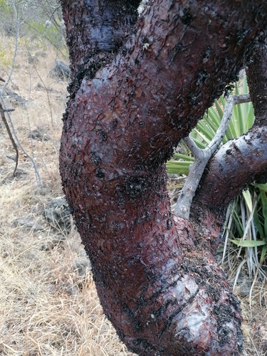 Bursera morelensis, photograph 2