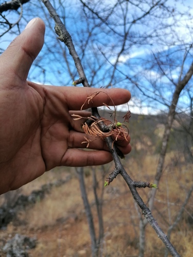 Bursera morelensis, photograph 3
