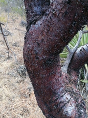 Bursera morelensis, photograph (c) Carlos Domínguez-Rodríguez, some rights reserved (CC BY)