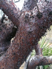 Bursera morelensis, photograph (c) Carlos Domínguez-Rodríguez, some rights reserved (CC BY)
