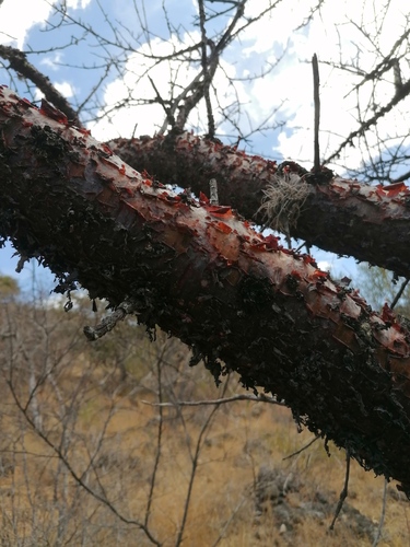 Bursera morelensis, photograph 6