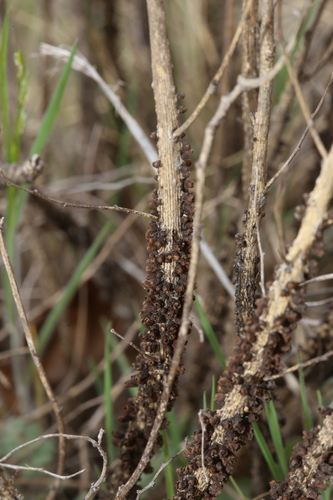 Image of Pilostyles thurberi by (c) Reid Hardin, some rights reserved (CC BY)