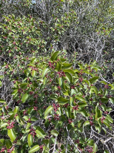 Rhus ovata