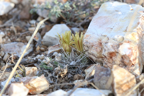 Image of Echinocereus davisii by (c) Reid Hardin, some rights reserved (CC BY)