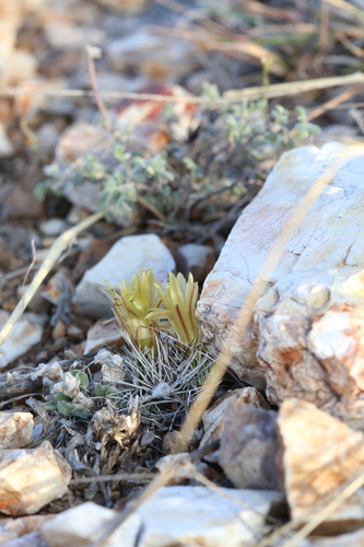 Image of Echinocereus davisii by (c) Reid Hardin, some rights reserved (CC BY)
