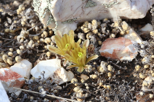 Image of Echinocereus davisii by (c) Reid Hardin, some rights reserved (CC BY)