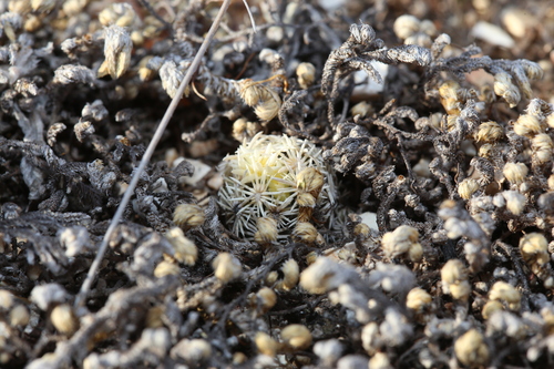 Image of Nellie Corycactus (Escobaria minima) by (c) Reid Hardin, some rights reserved (CC BY)