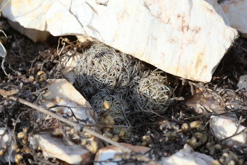 Image of Escobaria minima by (c) Reid Hardin, some rights reserved (CC BY)