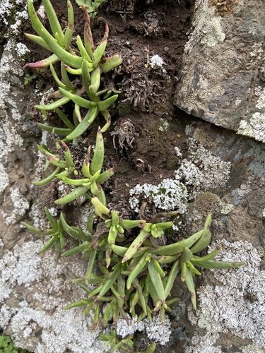 Dudleya viscida