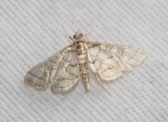 Pseudopyrausta santatalis