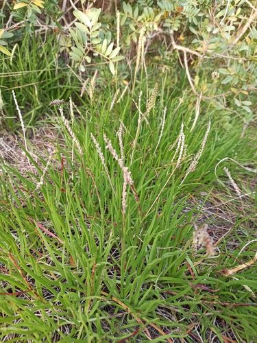 Image of Plantago crassifolia by (c) Niko Ioannidis, some rights reserved (CC BY)