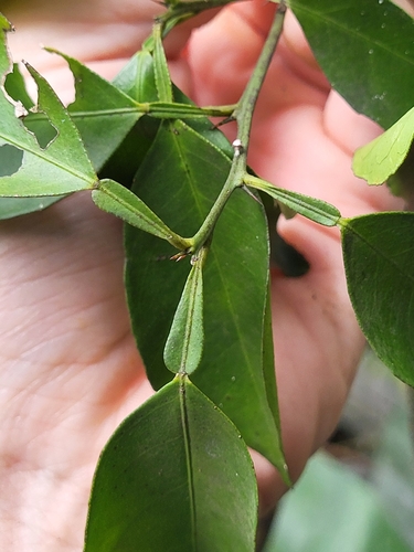 Citrus deliciosa