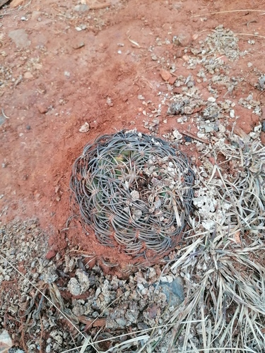 Coryphantha retusa (Coryphantha retusa)