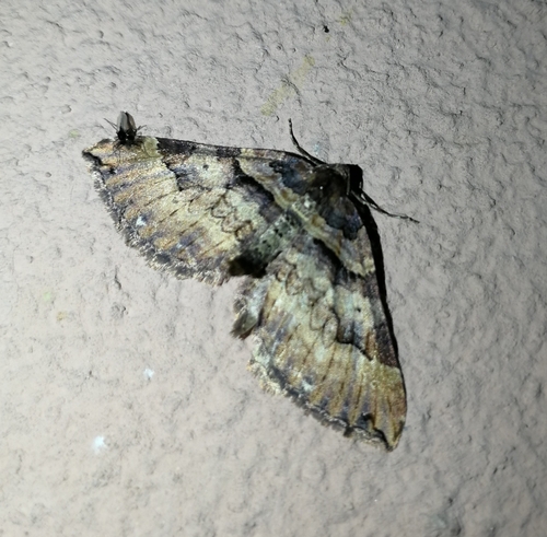 piadivka šípková (Earophila badiata)