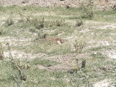 Cratogeomys castanops