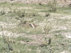 Cratogeomys castanops