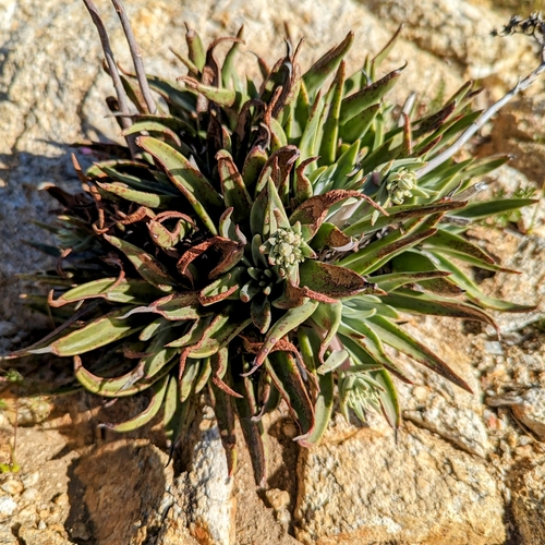 Dudleya saxosa