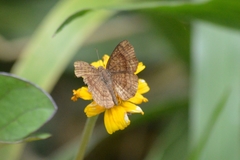 Calephelis aymaran