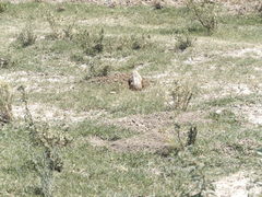 Cratogeomys castanops