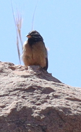 Cinnamon-breasted Bunting