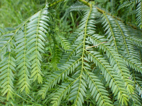 Retrophyllum rospigliosii