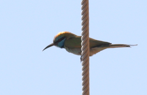 Arabian Green Bee-eater