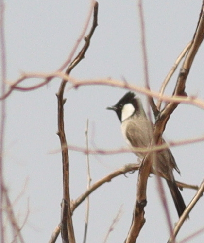 White-eared Bulbul