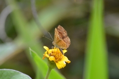 Calephelis aymaran