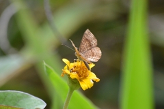 Calephelis aymaran