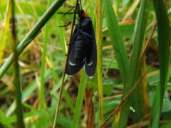 Ctenucha