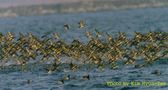 Sibirionetta formosa