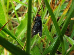 Ctenucha