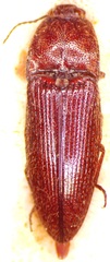 Hapatesus hirtus