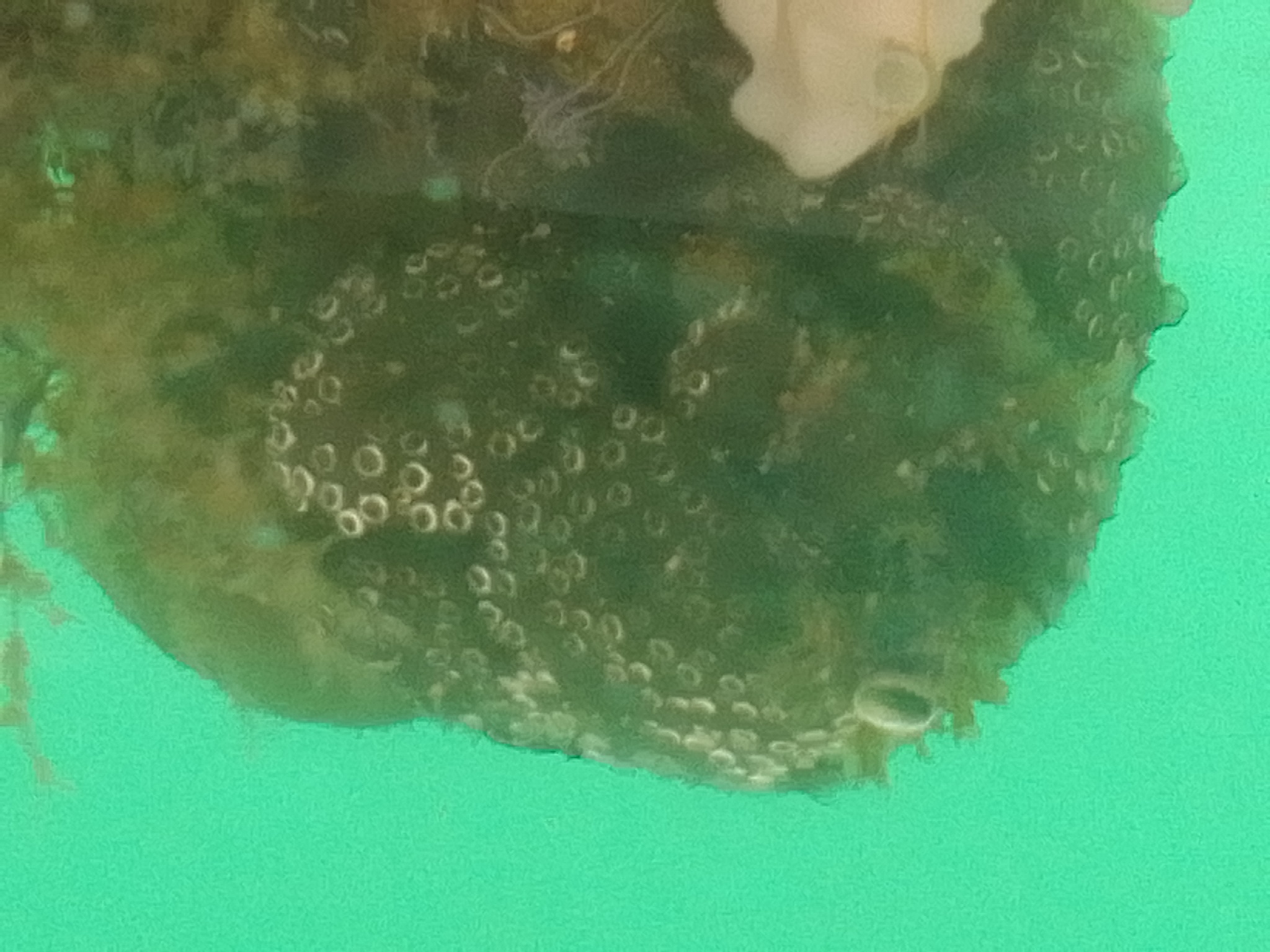 Distaplia bermudensis Van Name, 1902
