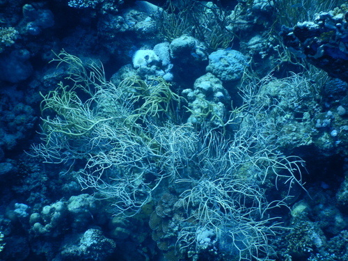 Rumphella torta