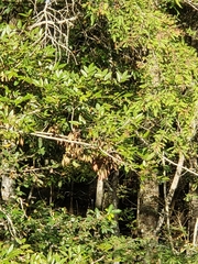 Fraxinus caroliniana