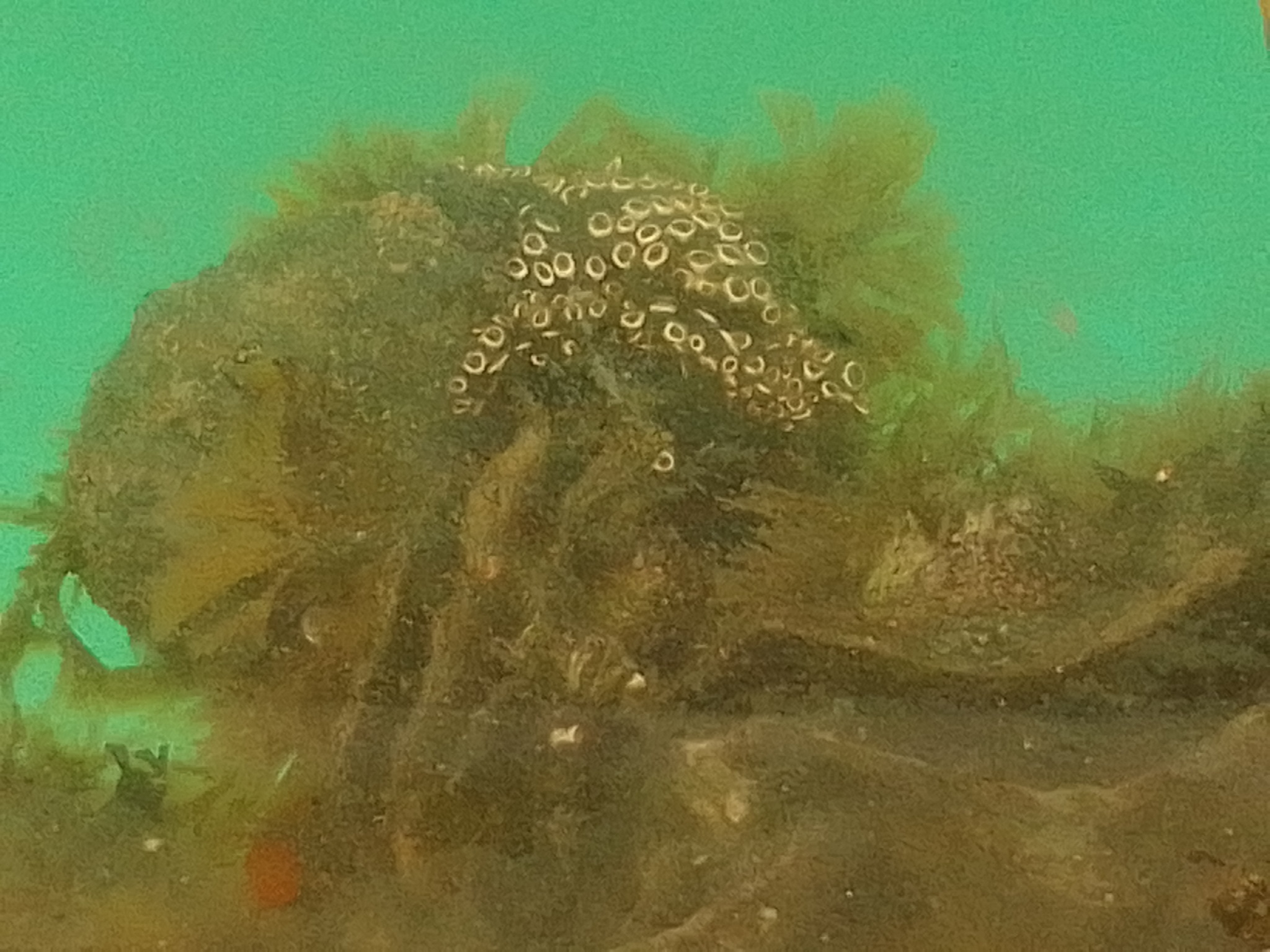 Distaplia bermudensis Van Name, 1902