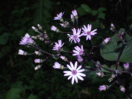 Pericallis cruenta image