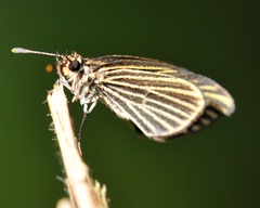 Apaustus gracilis