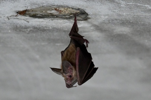 Waterhouse's Leaf-nosed Bat
